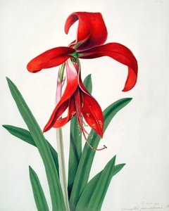 Étude de fleurs